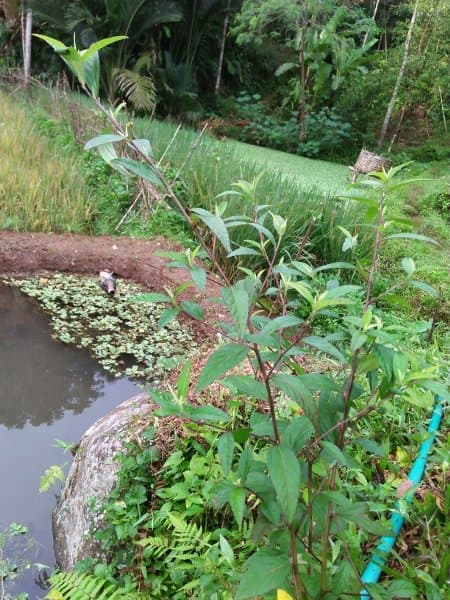 

DAUN SIDAGURI JANTAN SEGAR HERBAL KANKER SERVIK SADAGORI TERLARIS