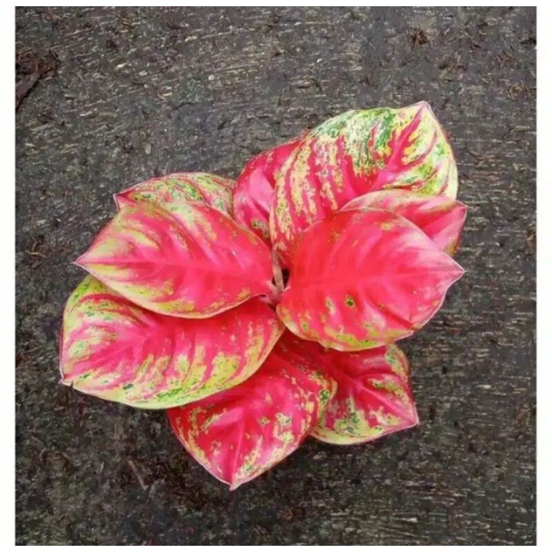 bonggol aglonema wulandari