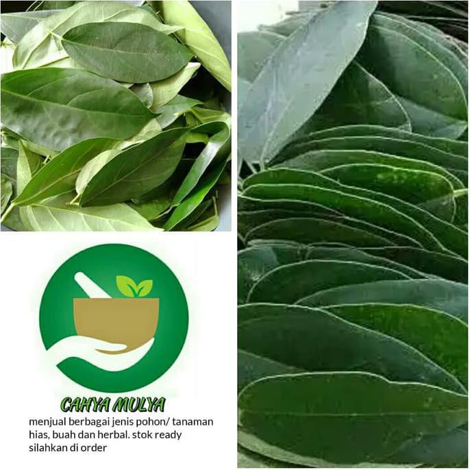 

(Promo!!) daun cincau hijau perdu segar 250 gr- daun cingcau hijau obat herbal