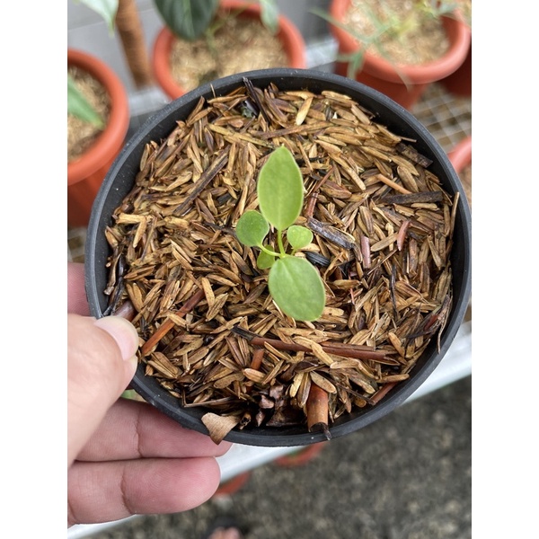 Baby Anthurium Lidah Gajah Medium
