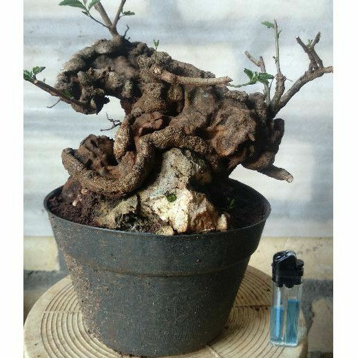 Bonsai Lamtoro Small On The Rock (Lamtoro /Petai Cina)