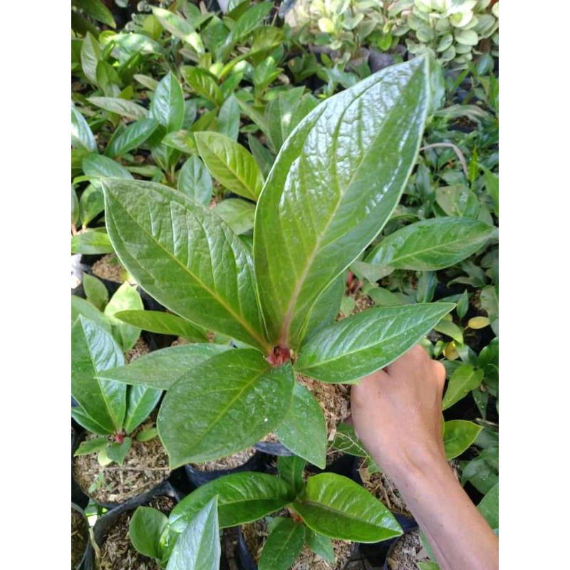 Tanaman hias anthurium jemani cobra-dewasa