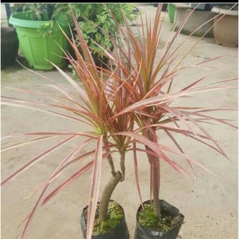 Tanaman Hias Tricolor Dracena