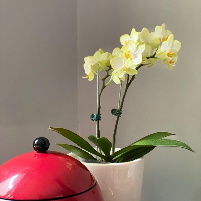 Tanaman Anggrek Bulan Dewasa, Anggrek Bulan Tanaman Bunga