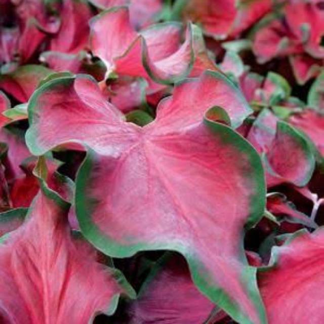 Bunga Keladi Rafles Tanaman Hias Caladium Red Ruffles Bunga Murah Cantik