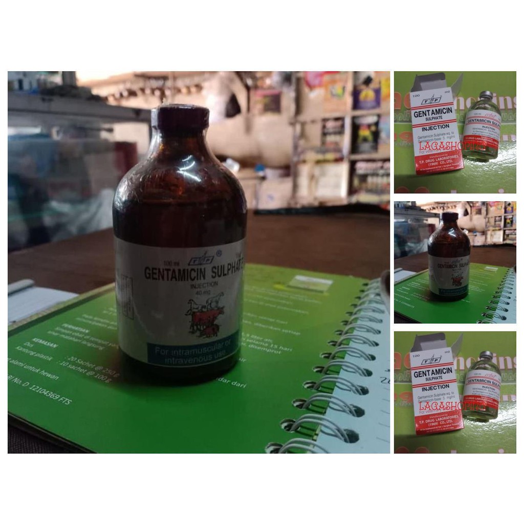 gentamicin 100ml sulphate injection obat burung merpati ayam sakit