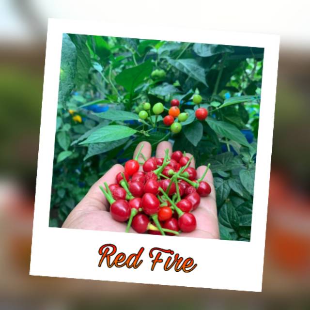 

Biji / Buah RED FIRE