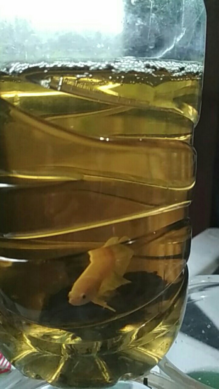 Ikan Cupang Plakat Gold