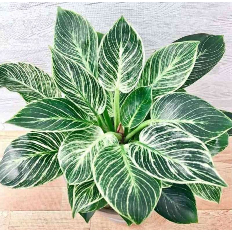 Philodendron Birkin Pilo Birkin Pilo Varigata