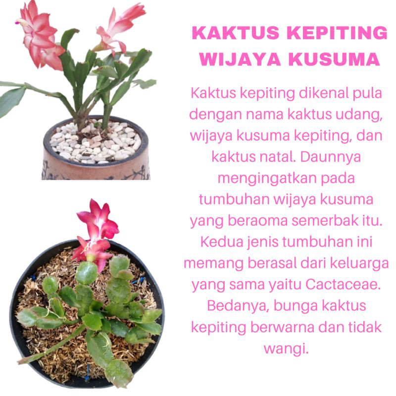 PROMO TANAMAN HIAS KAKTUS KEPITING WIJAYA KUSUMA KUALITAS SUPER WARNA RANDOM | COD