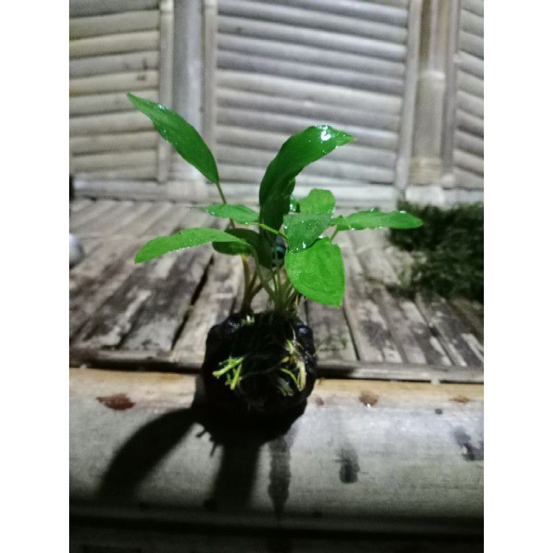 anubias sp mini tanaman aquascape