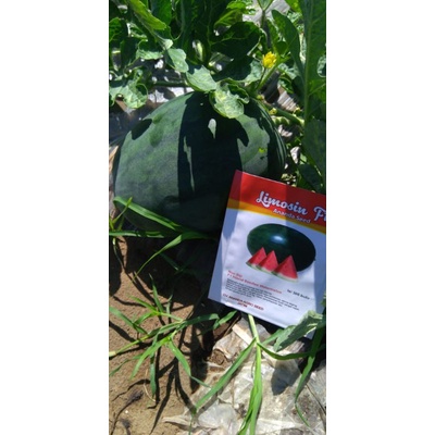 BENIH SEMANGKA LIMOSIN F1