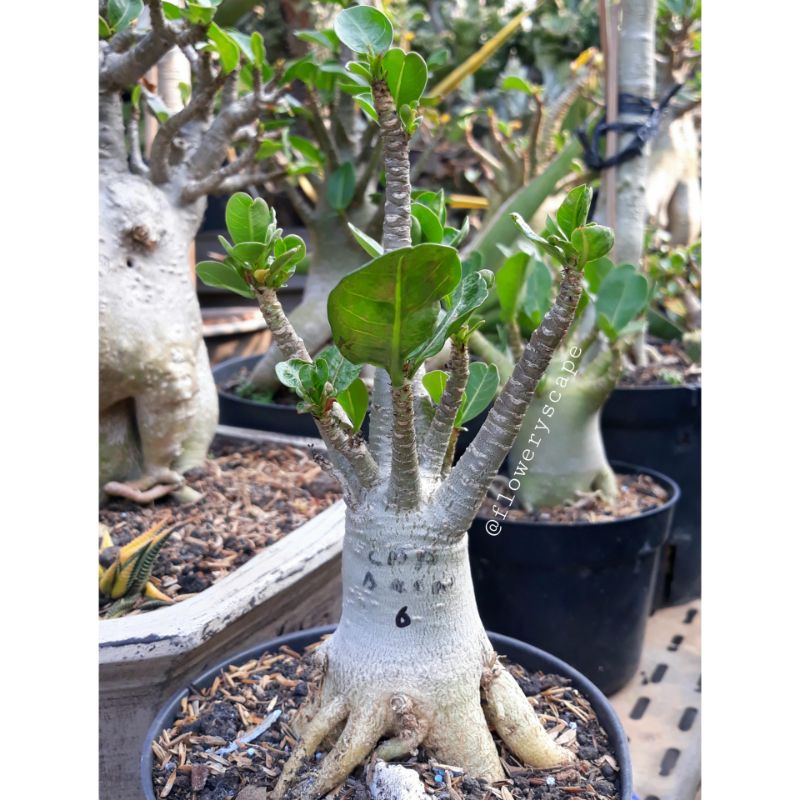 Adenium cdp / adenium rcn / adenium karakter