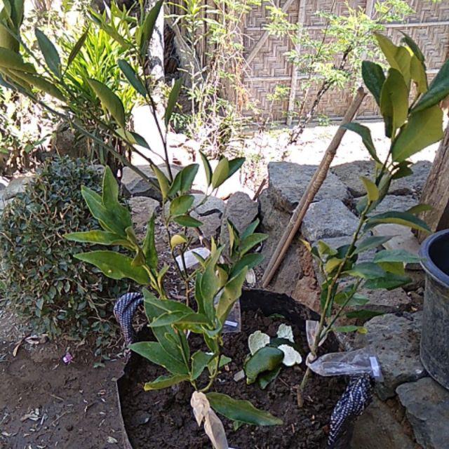 Bibit Jeruk Mandarin 400 Gram / Bibit