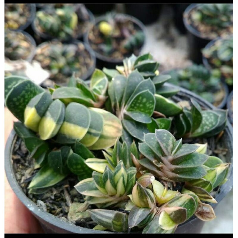 gasteria fuji mini cluster varigata