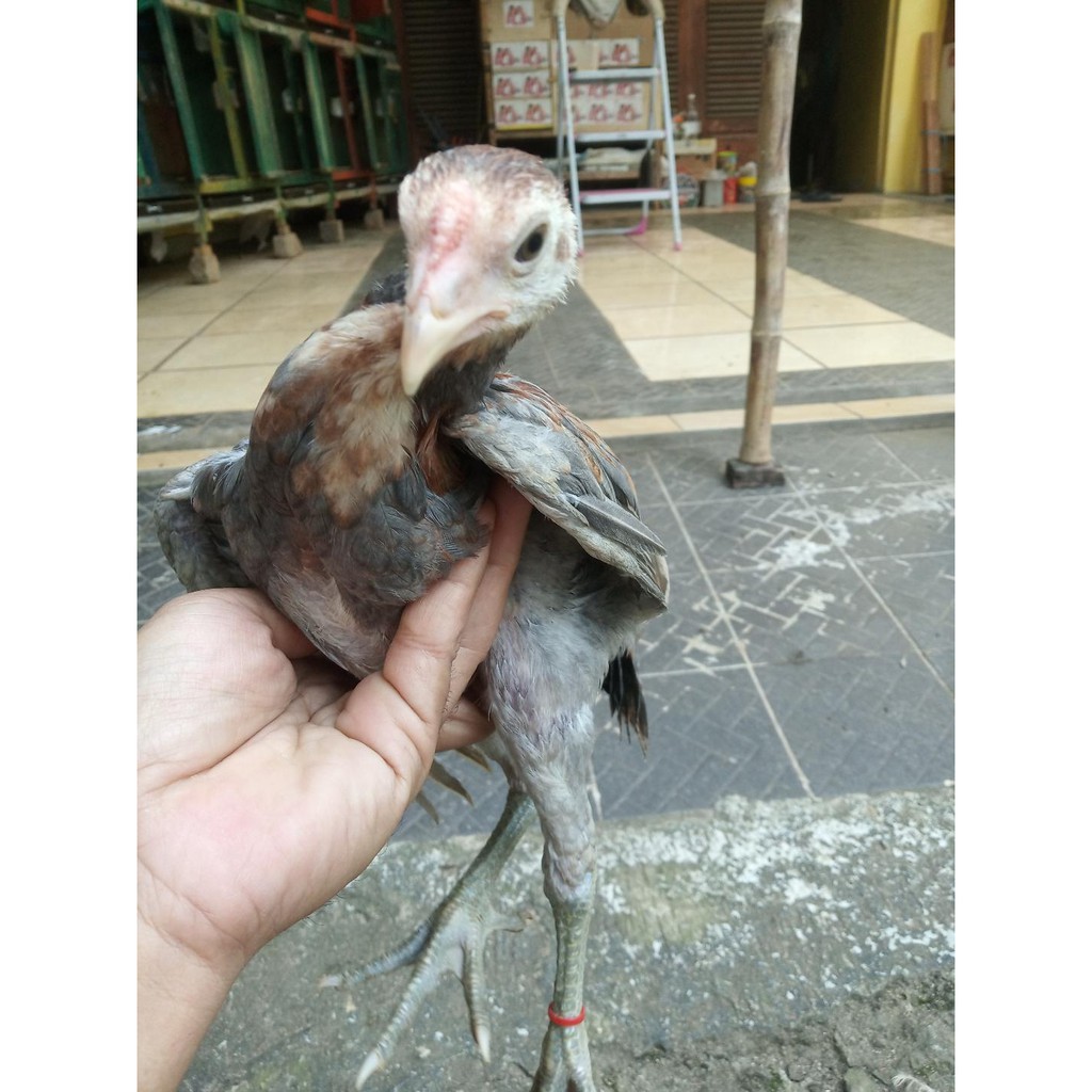 Anakan Ayam Petarung dari Indukan Jantan Aseel Rajakhtan India silang Indukan Betina Yokeree dan Sae