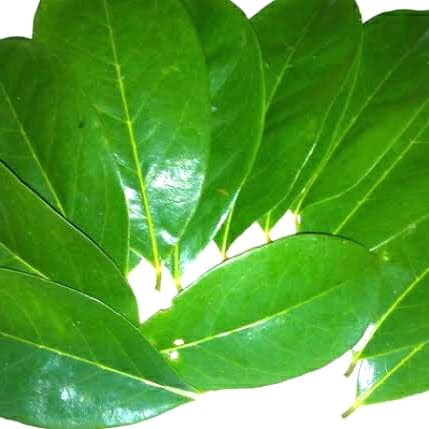 

DAUN SIRSAK SEGAR 1kg Obat Tumor