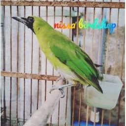 burung cucak ijo jatim bondol bahan body big