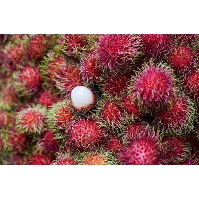 

Rambutan Manis