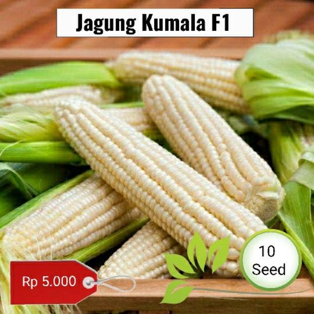 Benih biji jagung ketan Kumala -  10 benih