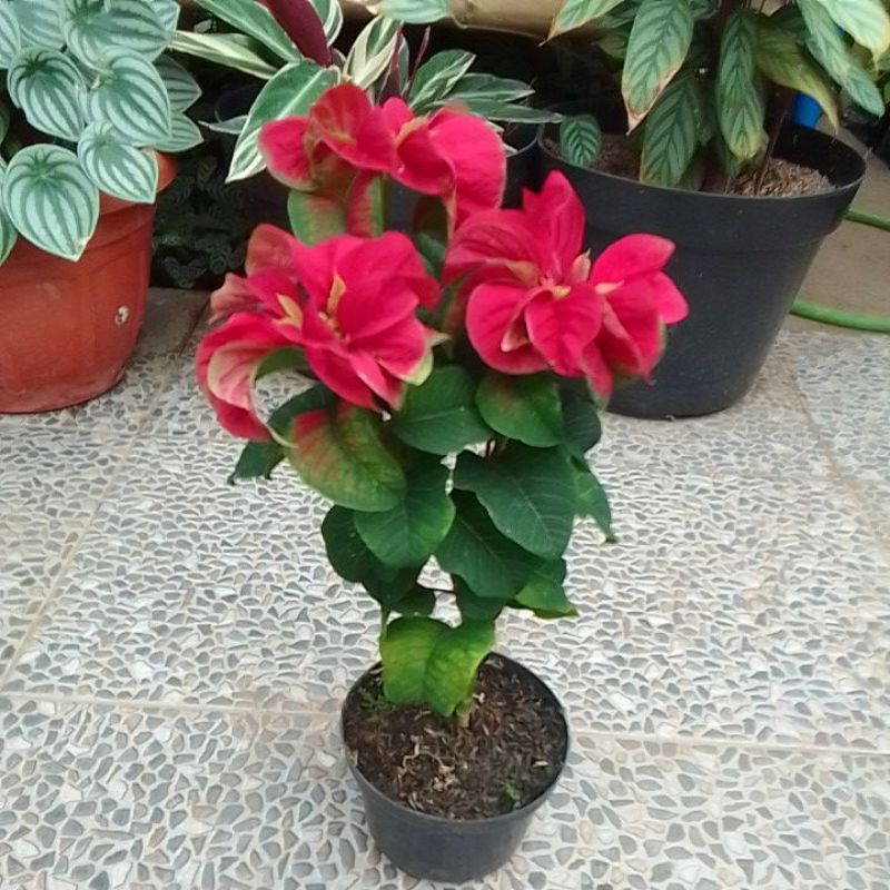 Tanaman hias kastuba mawar merah