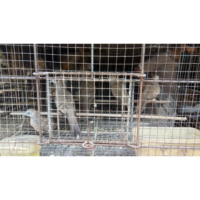 burung perkutut lokal