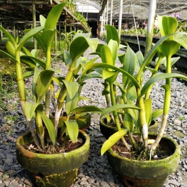 Anggrek Dendrobium Dewasa Rimbun | Dijamin Puas