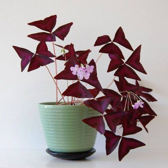 Bibit tanaman hias shamerock oxalis / bunga kupu kupu- Oxalis triangularis