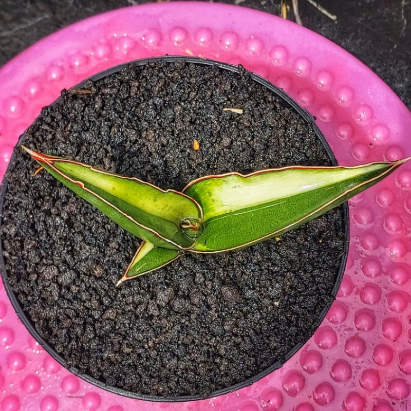 Sansivera Robusta Dwarf Varigata Putih Jreng #01