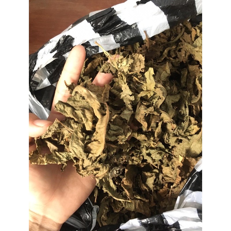 

daun beluntas kering