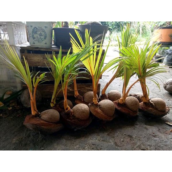bahan bonsai kelapa tunas panjang