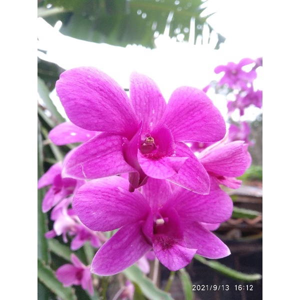 ANGGREK DENDROBIUM BANTIMURUNG-ANGGREK BANTIMURUNG