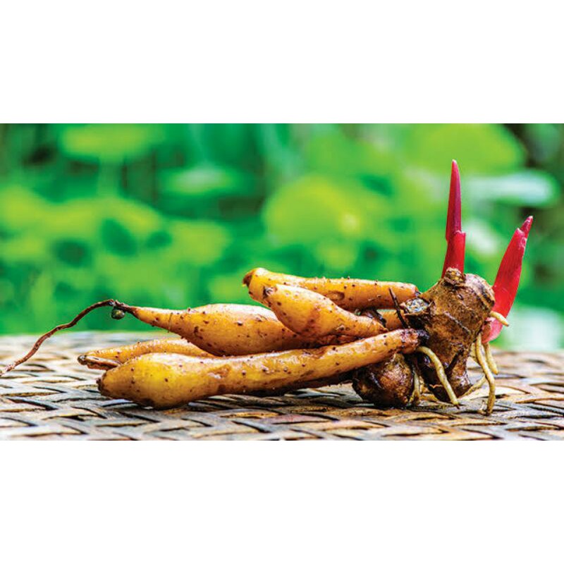 

TEMU KUNCI /KUNCI SAYUR /RIMPANG KUNCI 200 gram