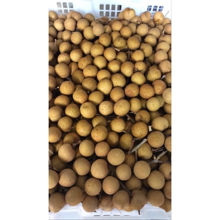 

Kelengkeng Import Thailand Label Merah