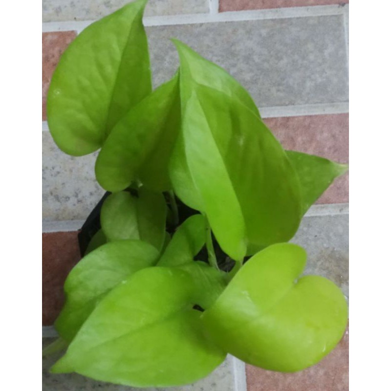 Sirih gading lemon/sri gading lemon love