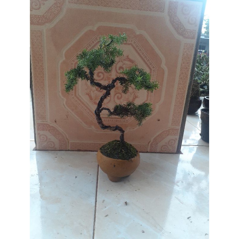 tanaman bonsai cemara pua duri - bonsai cemara pua duri