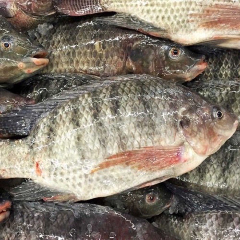 Ikan mujaer Segar 1kg