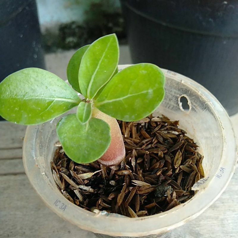 bunga adenium cabang banyak bonggol besar daun berbulu halus