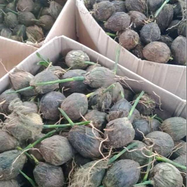 Bibit Kecambah Pinang Thailand