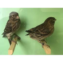 BURUNG KENARI STARBLUE STAR BLUE JANTAN MULAI BUNYI PROSES GACOR