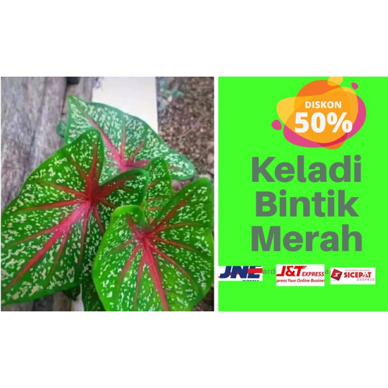 Bunga keladi artificial / Bunga Keladi Bercak merah