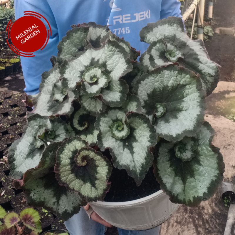 TANAMAN HIAS BEGONIA KEONG INDUKAN RIMBUN