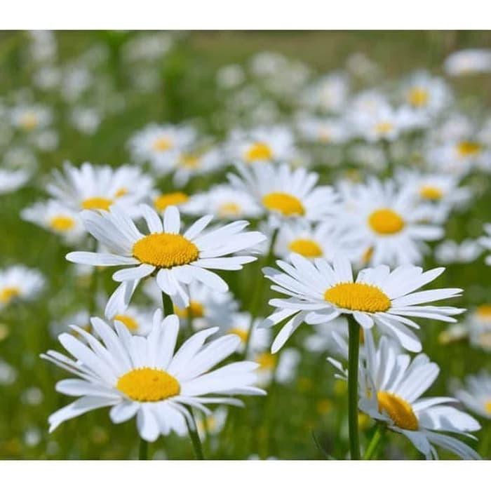 Benih Biji flower Chrysanthemum leucanthemum (Ox-Eye Daisy)