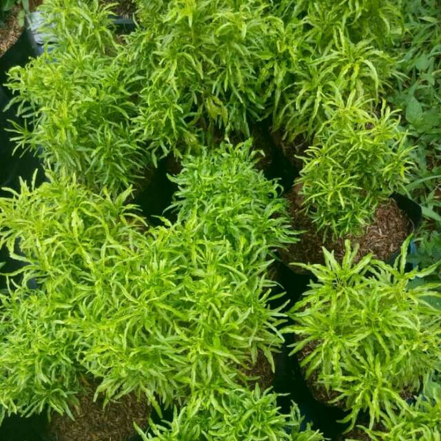 Tanaman hias brokoli hijau - bibit tanaman - brokoli hijau - tanaman hias