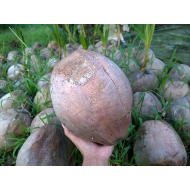 

Kelapa hibrida jumbo