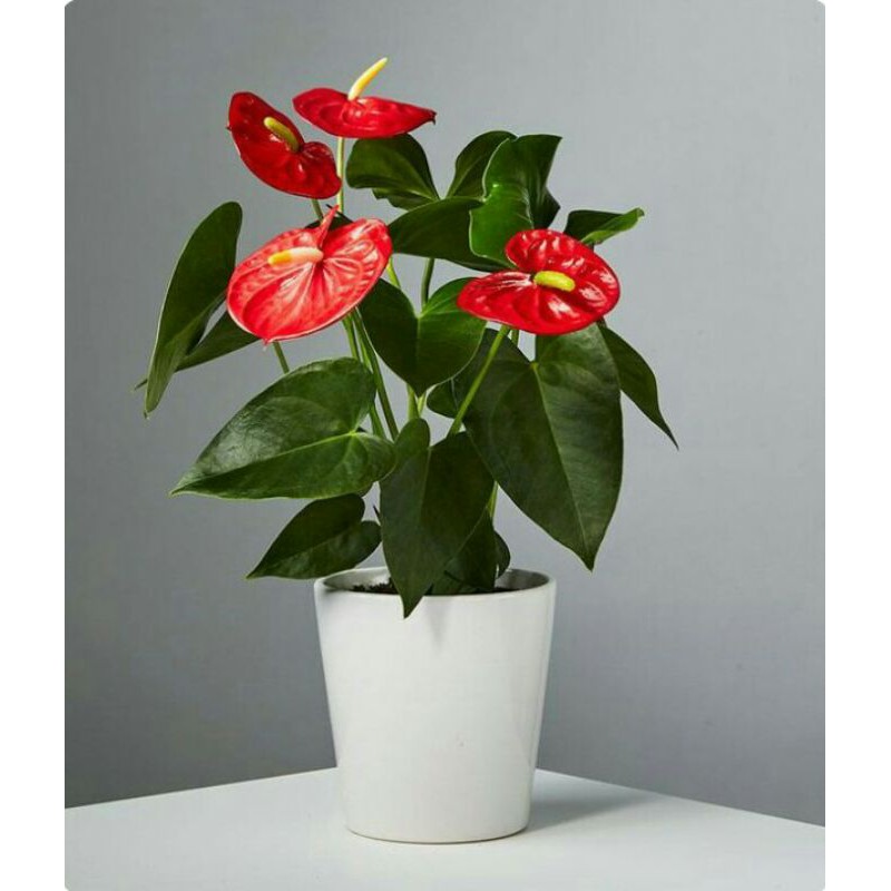 anthurium mini