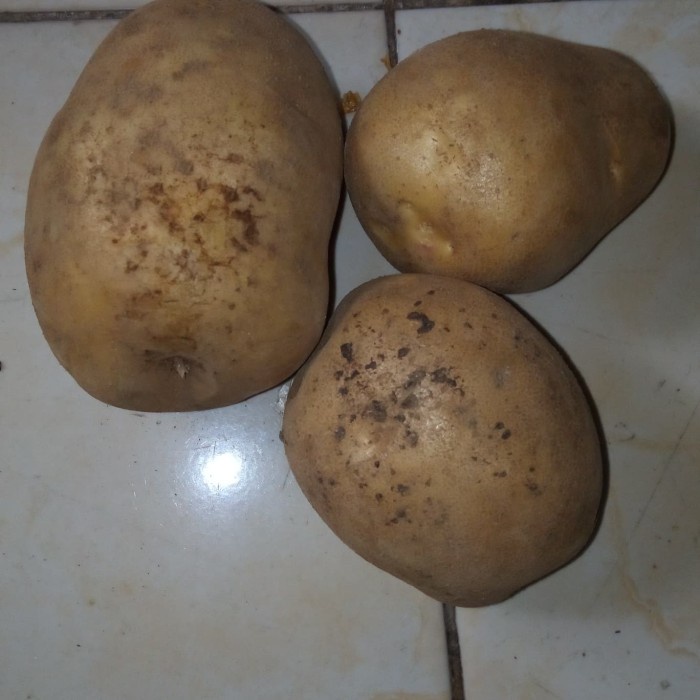

Gg0Hh Kentang - 1 Kg Ds0kk
