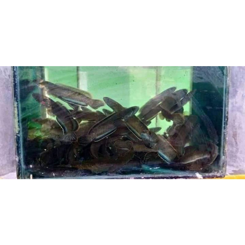 ikan channa limbata ombyokan rim pin tebel2 isi 10 ekor