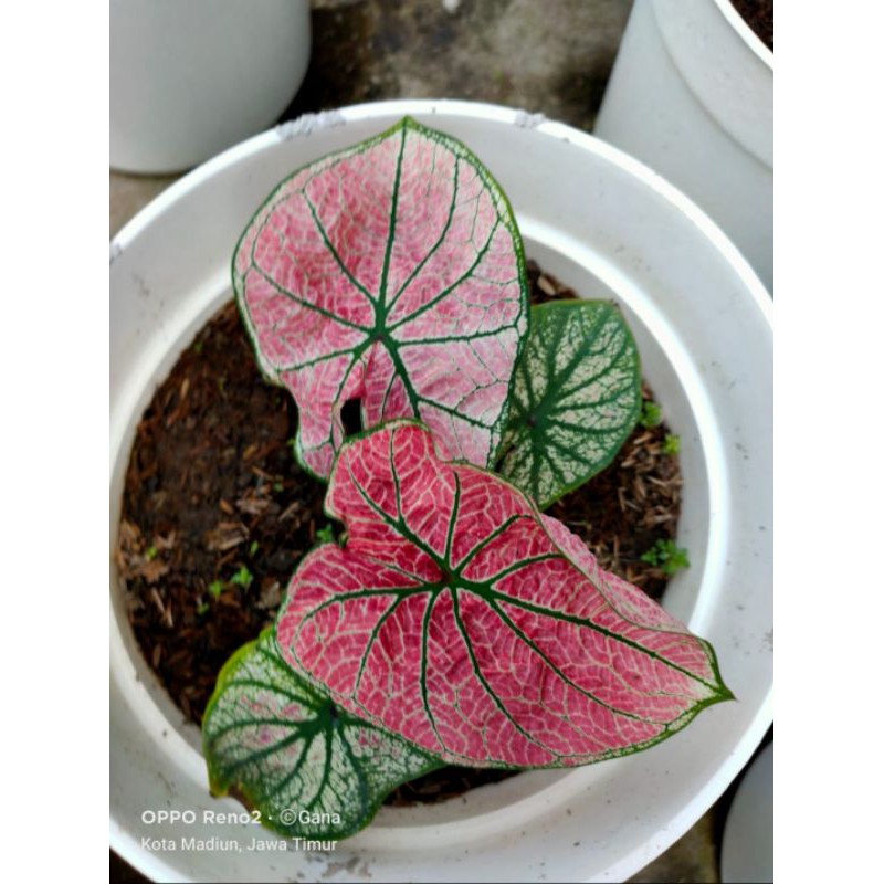 Caladium/Keladi bibit Arini Menari