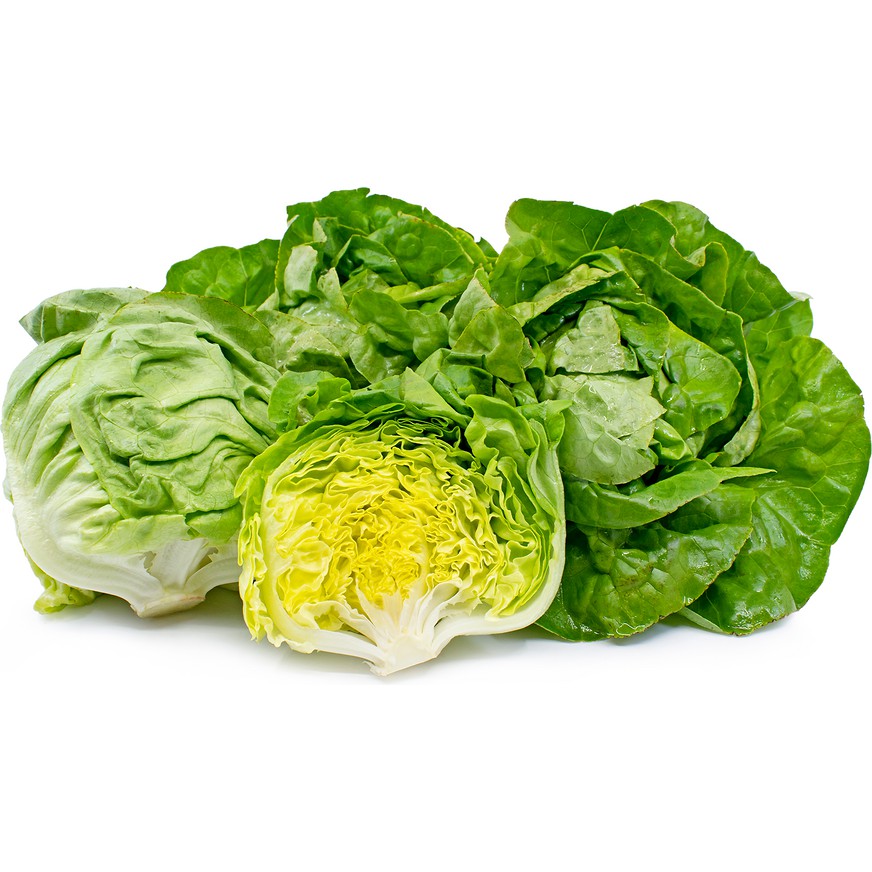 Benih Bibit Biji - Selada Bibb Butterhead Lettuce Seeds - IMPORT USA